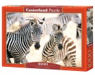 Palapeli: Castorland - Young Zebras (1000)