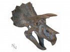 Nemesis Now: Triceratops Head (23cm)