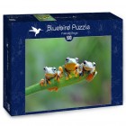 Puzzle: Friendly Frogs (500)