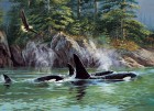 Palapeli: Orcas (1000)