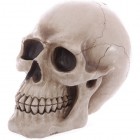 Sstpossu: Lifesize Human Skull