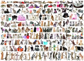 Palapeli: The World of Cats (1000)