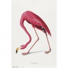 Juliste: American Flamingo (61x91.5)