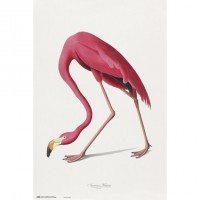 Juliste: American Flamingo (61x91.5)