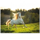 Juliste: White Horse (61x91.5)